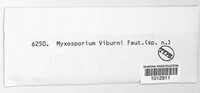 Myxosporium viburni image